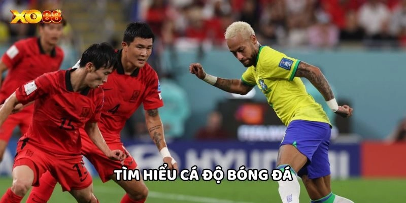 Tìm hiểu Cá Độ Bóng Đá