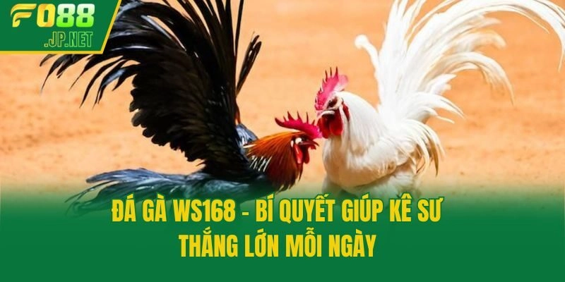 Đá Gà WS168 – Bí Quyết Giúp Kê Sư Thắng Lớn Mỗi Ngày