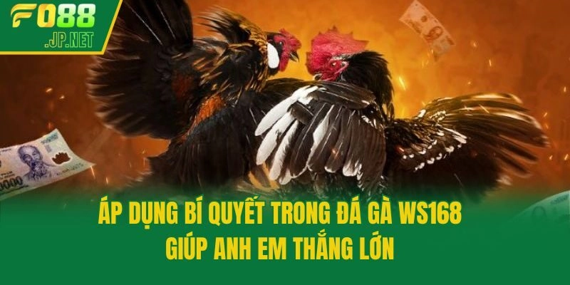 Áp dụng bí quyết trong đá gà WS168 giúp anh em thắng lớn